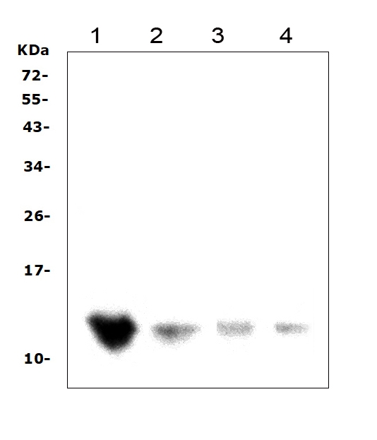 Western blot - Anti-DDT antibody (AB115785), expandable thumbnail