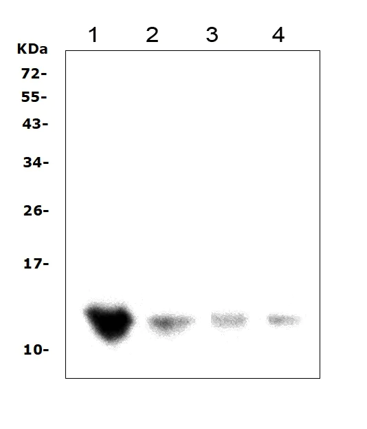 Western blot - Anti-DDT antibody (AB115785)