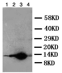 Western blot - Anti-DDT antibody (AB115785), expandable thumbnail