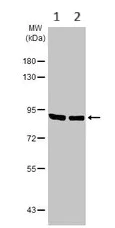 Western blot - Anti-DDX1 antibody (AB151962)