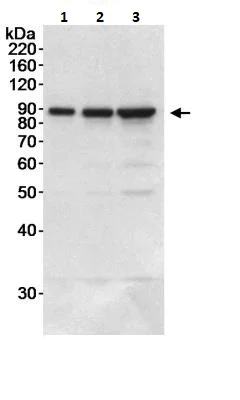 Western blot - Anti-DDX1 antibody (AB264130)