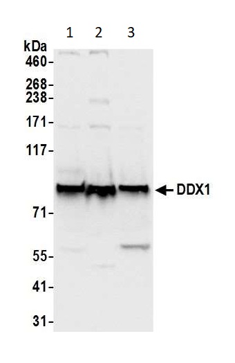 Western blot - Anti-DDX1 antibody (AB70252)