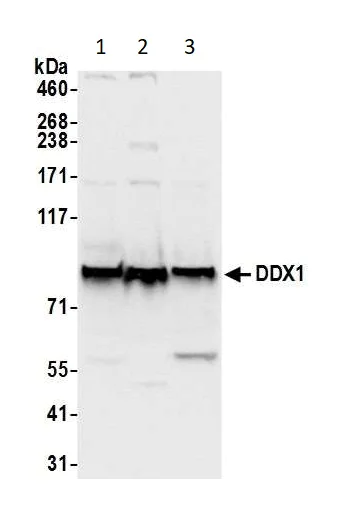 Western blot - Anti-DDX1 antibody (AB70252)