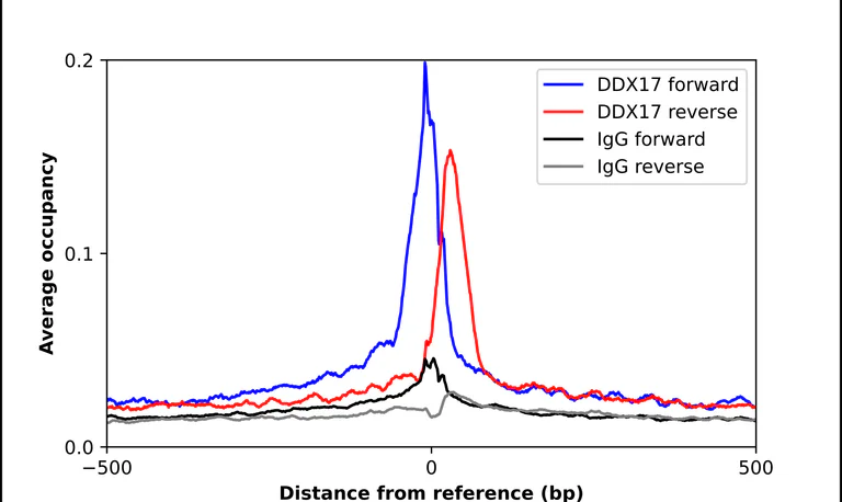 ChIP - Anti-DDX17 Antibody (AB327257)