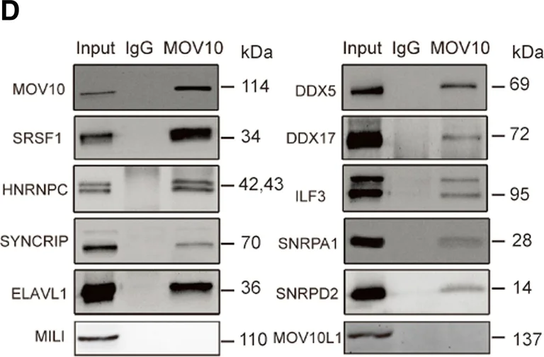 Western blot - Anti-DDX17 antibody (AB70184)