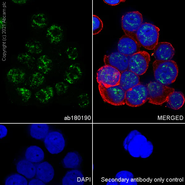 Immunocytochemistry/ Immunofluorescence - Anti-DDX17 antibody [EPR13807(B)] - BSA and Azide free (AB250190)