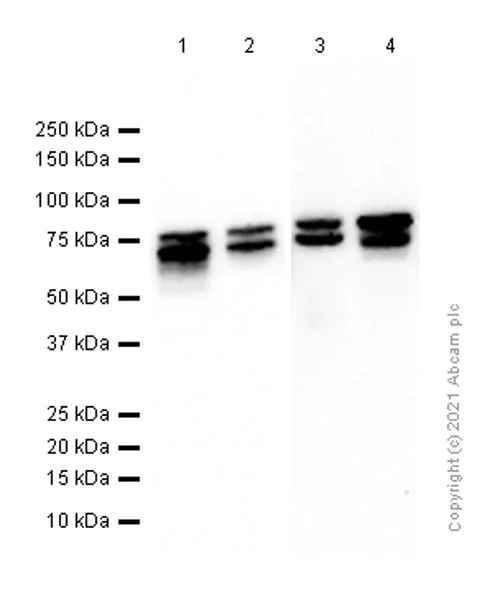 Western blot - Anti-DDX17 antibody [EPR13807(B)] - BSA and Azide free (AB250190)