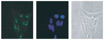 Immunocytochemistry/ Immunofluorescence - Anti-DDX18 antibody (AB128197)