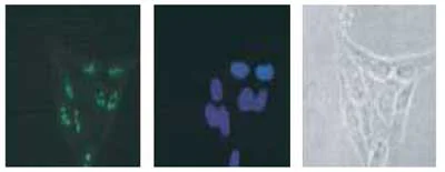 Immunocytochemistry/ Immunofluorescence - Anti-DDX18 antibody (AB128197)