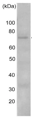 Western blot - Anti-DDX18 antibody (AB128197)