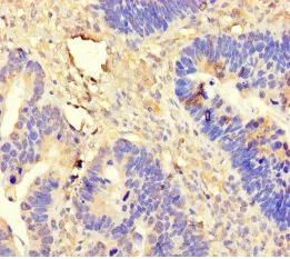 Immunohistochemistry (Formalin/PFA-fixed paraffin-embedded sections) - Anti-DDX19A antibody (AB235531)