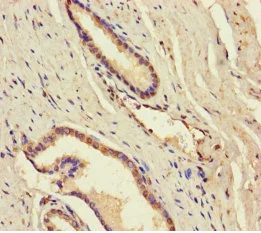 Immunohistochemistry (Formalin/PFA-fixed paraffin-embedded sections) - Anti-DDX19A antibody (AB235531)