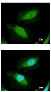 Immunocytochemistry/ Immunofluorescence - Anti-DDX19B antibody (AB151478)