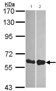 Western blot - Anti-DDX19B antibody (AB151478)