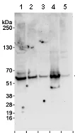 Western blot - Anti-DDX19B antibody (AB70305)