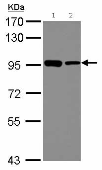 Western blot - Anti-DDX21 antibody (AB126968)