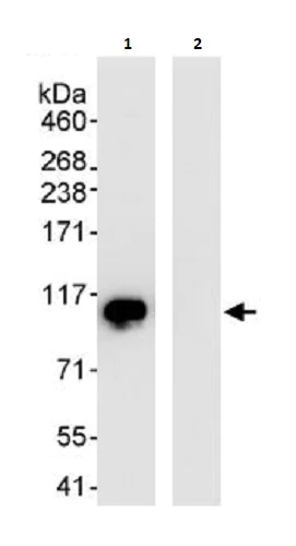 Immunoprecipitation - Anti-DDX21 antibody (AB264137)
