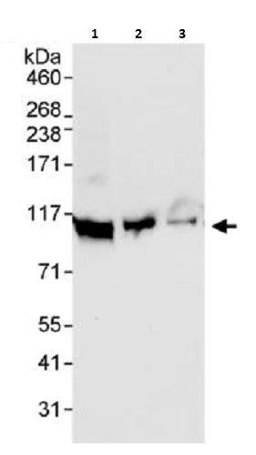 Western blot - Anti-DDX21 antibody (AB264137)