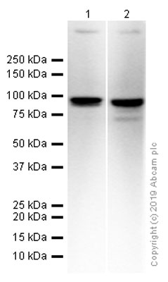 Western blot - Anti-DDX21 antibody [EPR14495] (AB182156), expandable thumbnail
