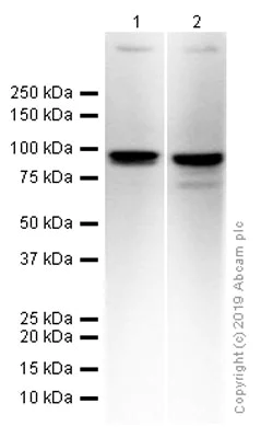 Western blot - Anti-DDX21 antibody [EPR14495] (AB182156)