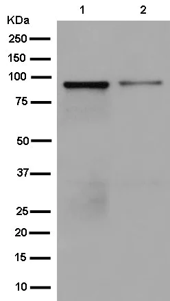 Western blot - Anti-DDX21 antibody [EPR14496] - BSA and Azide free (AB250538)