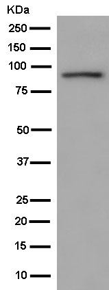 Western blot - Anti-DDX21 antibody [EPR14496] - BSA and Azide free (AB250538)