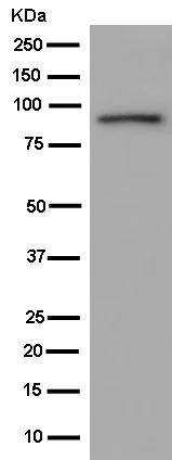 Western blot - Anti-DDX21 antibody [EPR14496] - BSA and Azide free (AB250538)