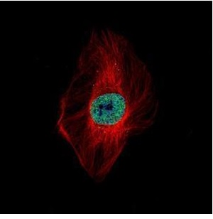 Immunocytochemistry/ Immunofluorescence - Anti-DDX23 antibody (AB228999)