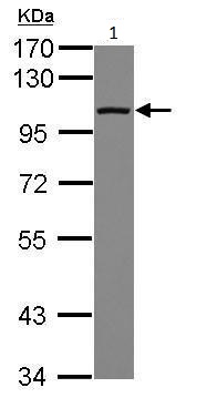 Western blot - Anti-DDX23 antibody (AB228999)