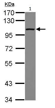 Western blot - Anti-DDX23 antibody (AB228999)