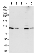 Western blot - Anti-DDX23 antibody (AB70459)