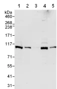 Western blot - Anti-DDX23 antibody (AB70459)