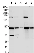 Western blot - Anti-DDX23 antibody (AB70461)