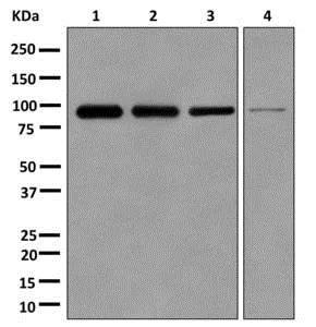 Western blot - Anti-DDX27 antibody [EPR13146(B)] (AB177938)