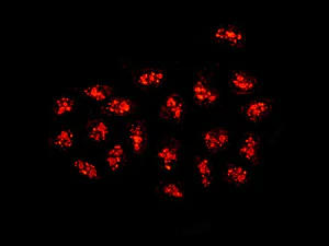 Immunocytochemistry/ Immunofluorescence - Anti-DDX27 antibody [EPR13146(B)] - BSA and Azide free (AB250013)