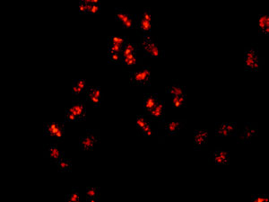 Immunocytochemistry/ Immunofluorescence - Anti-DDX27 antibody [EPR13147] (AB177950), expandable thumbnail