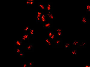 Immunocytochemistry/ Immunofluorescence - Anti-DDX27 antibody [EPR13147] - BSA and Azide free (AB250021)