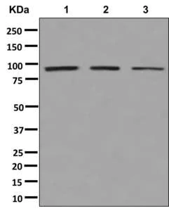 Western blot - Anti-DDX27 antibody [EPR13147] - BSA and Azide free (AB250021)