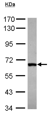 Western blot - Anti-DDX28 antibody (AB154667)