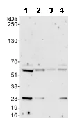 Western blot - Anti-DDX28 antibody (AB70821)