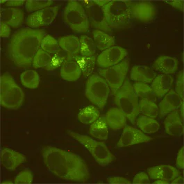 Immunocytochemistry/ Immunofluorescence - Anti-DDX3 antibody [6G8-F4-E3] (AB196032)