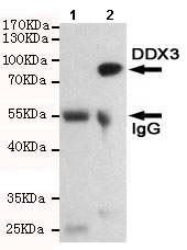 Immunoprecipitation - Anti-DDX3 antibody [6G8-F4-E3] (AB196032), expandable thumbnail