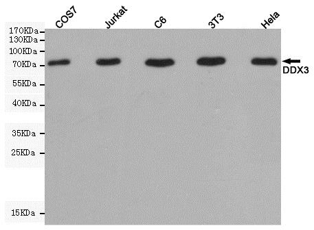 Western blot - Anti-DDX3 antibody [6G8-F4-E3] (AB196032), expandable thumbnail