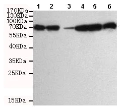 Western blot - Anti-DDX3 antibody [6G8-F4-E3] (AB196032)