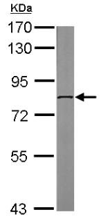 Western blot - Anti-DDX3 antibody (AB151965), expandable thumbnail
