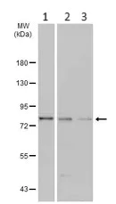 Western blot - Anti-DDX3 antibody (AB151965)