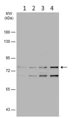 Western blot - Anti-DDX3 antibody (AB151965)