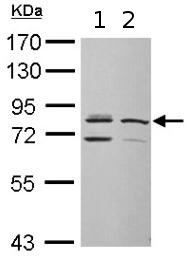 Western blot - Anti-DDX3 antibody (AB151965), expandable thumbnail