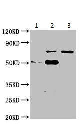 Immunoprecipitation - Anti-DDX3 antibody (AB235940)