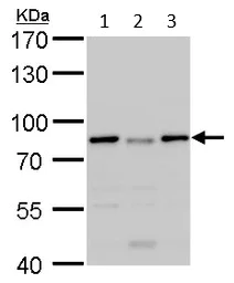 Western blot - Anti-DDX3 antibody (AB95979)